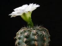 Thumbnail of 0051_Gymnocalycium bruchii_20190414_02(1).JPG